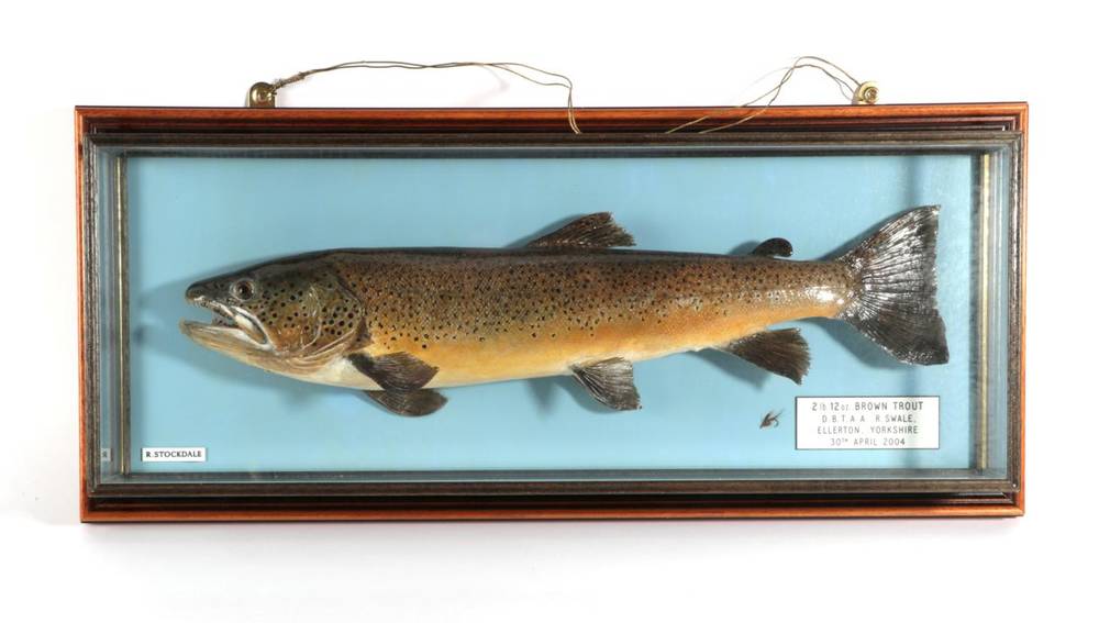 Lot 145 - Taxidermy Fish: Brown Trout (Salmo trutta), circa 2004, by R. Stockdale, Newton Aycliffe, full...
