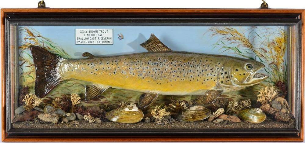 Lot 146 - Taxidermy Fish: Brown Trout (Salmo trutta), circa 2002, by R. Stockdale, Newton Aycliffe, full...