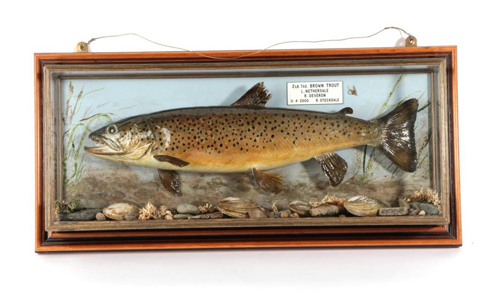 Lot 147 - Taxidermy Fish: Brown Trout (Salmo trutta), circa 2000, by R. Stockdale, Newton Aycliffe, full...