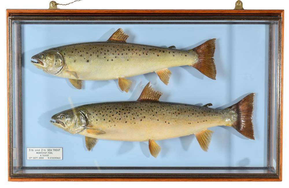 Lot 148 - Taxidermy Fish: A Pair of Sea Trout (Salmo trutta), circa 2000, by R. Stockdale, Newton Aycliffe, a
