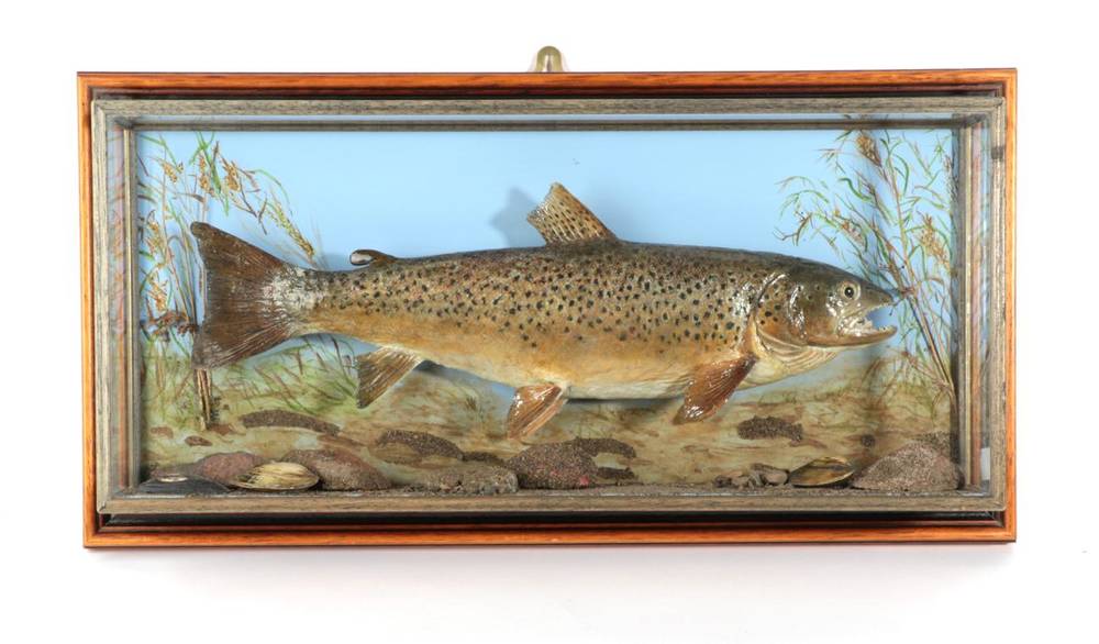 Lot 150 - Taxidermy Fish: Brown Trout (Salmo trutta), circa early 21st century, by R. Stockdale, Newton...