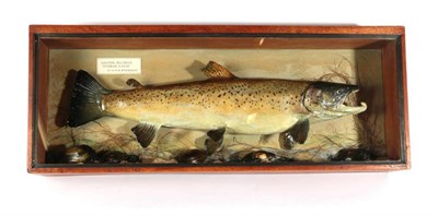 Lot 151 - Taxidermy Fish: Sea Trout (Salmo trutta), circa 1983, by R. Stockdale, Newton Aycliffe, full...