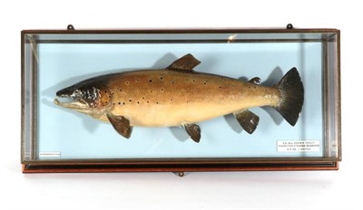 Lot 152 - Taxidermy Fish: Brown Trout (Salmo trutta), circa 1992, by R. Stockdale, Newton Aycliffe, full...