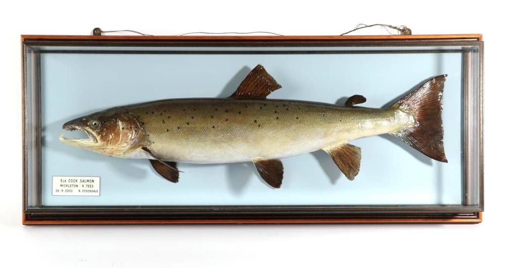 Lot 153 - Taxidermy Fish: Salmon (Salmo salar), circa 2000, by R. Stockdale, Newton Aycliffe, full mount...