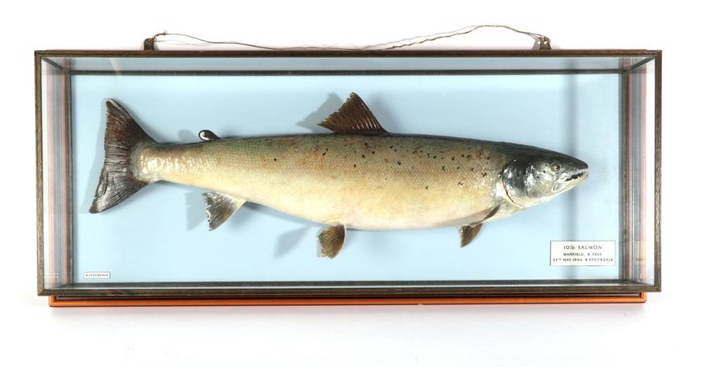 Lot 154 - Taxidermy Fish: Salmon (Salmo salar),  circa 1994, by R. Stockdale, Newton Aycliffe, full mount...