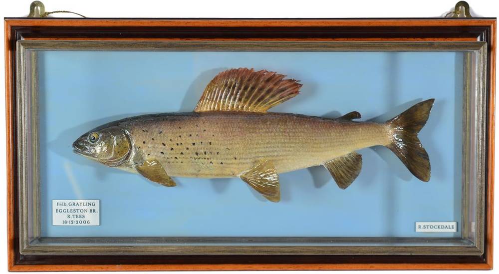 Lot 155 - Taxidermy Fish: Grayling (Thymallus thymallus), circa 2006, by R. Stockdale, Newton Aycliffe,...