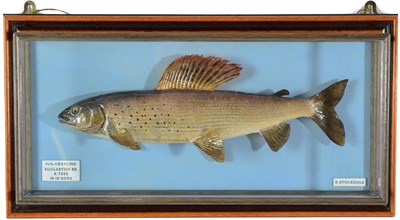 Lot 155 - Taxidermy Fish: Grayling (Thymallus thymallus), circa 2006, by R. Stockdale, Newton Aycliffe,...