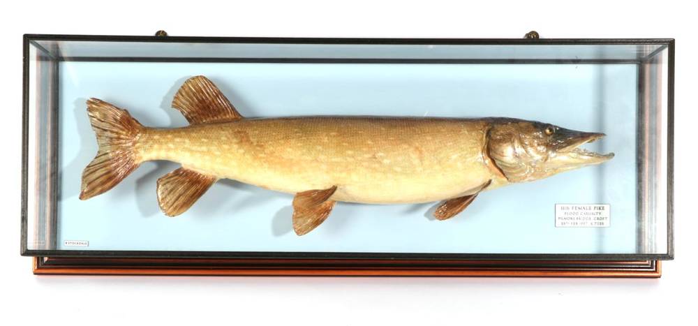 Lot 156 - Taxidermy Fish: Female Pike (Esox lucius), circa 1997, by R. Stockdale, Newton Aycliffe, full mount