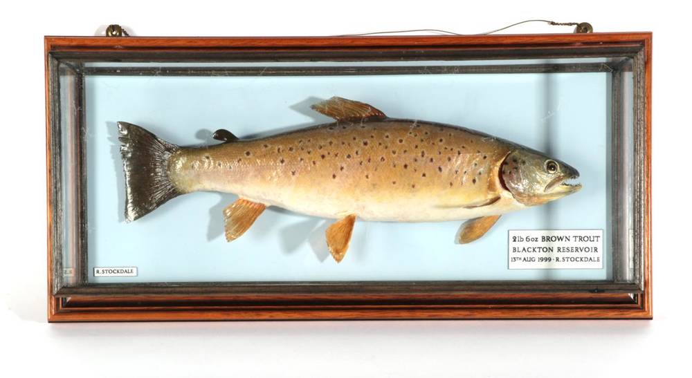 Lot 157 - Taxidermy Fish: Brown Trout (Salmo trutta), circa 1999, by R. Stockdale, Newton Aycliffe, full...