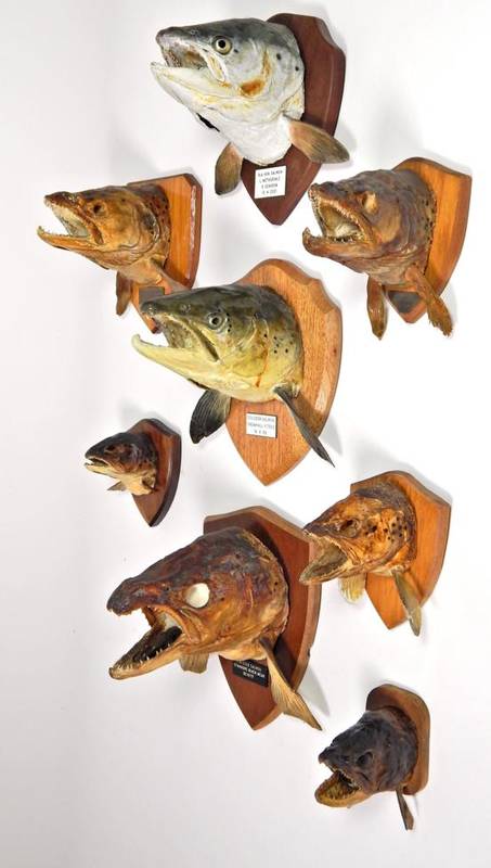 Lot 159 - Taxidermy Fish: A Collection of Various Mounted Fish Heads, dating from 1960-2001, the...
