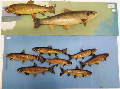 Lot 160 - Taxidermy Fish: Sea Trout and Brown Trout, circa 1999, by R. Stockdale, Newton Aycliffe, a pair...