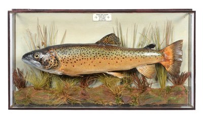 Lot 161 - Taxidermy Fish: Brown Trout (Salmo trutta), circa 1949, by J. W. Mc. Hardy. Taxidermist &...