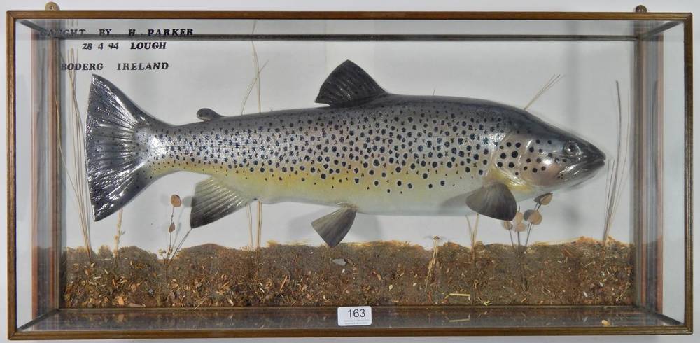 Lot 163 - Taxidermy Fish: A Model of a Ferox Trout (Salmo ferox), circa 1994, caught by H. Parker,...