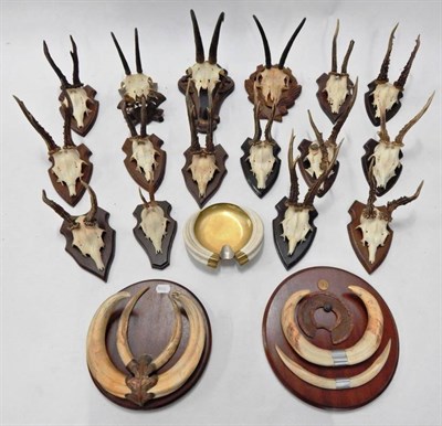 Lot 165 - Antlers/Horns: Roe Buck (Capreolus capreolus), circa 1970-1980 and later, thirty eight various...