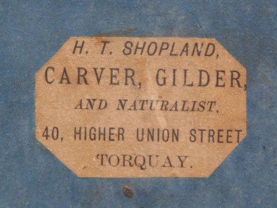 Lot 166 - Taxidermy: A Fine Quality Eurasian Teal (Annas crecca), circa 1910, by H.T.Shopland, 40 Higher...