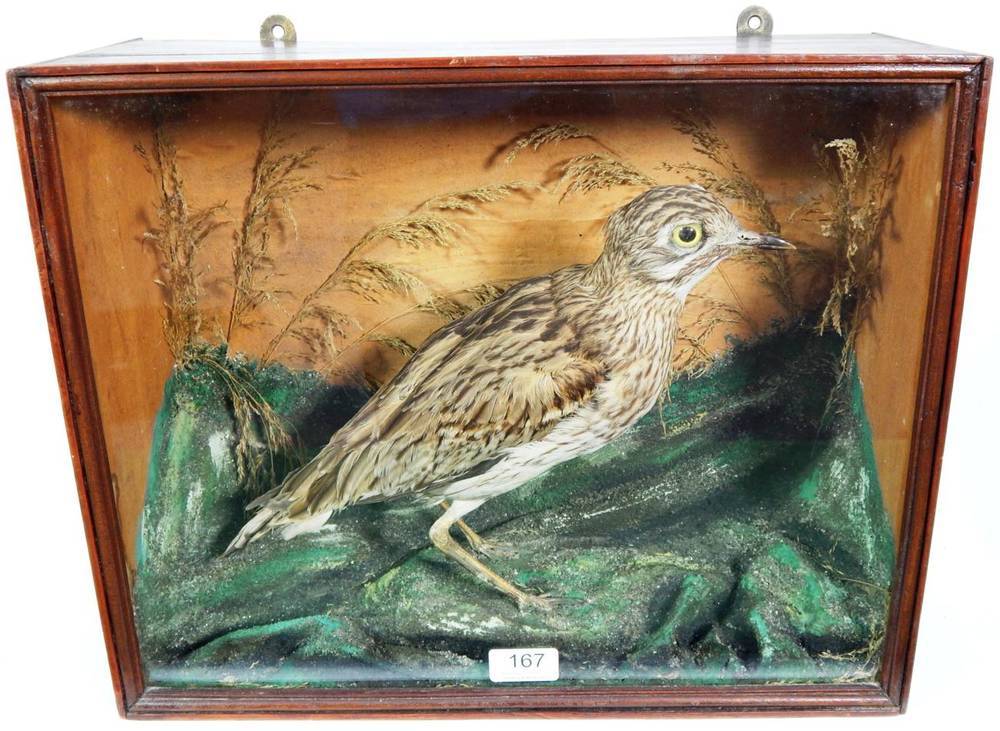 Lot 167 - Taxidermy: A Late Victorian Cased Stone Curlew (Burhinus oedicnemus), circa 1890, full mount facing