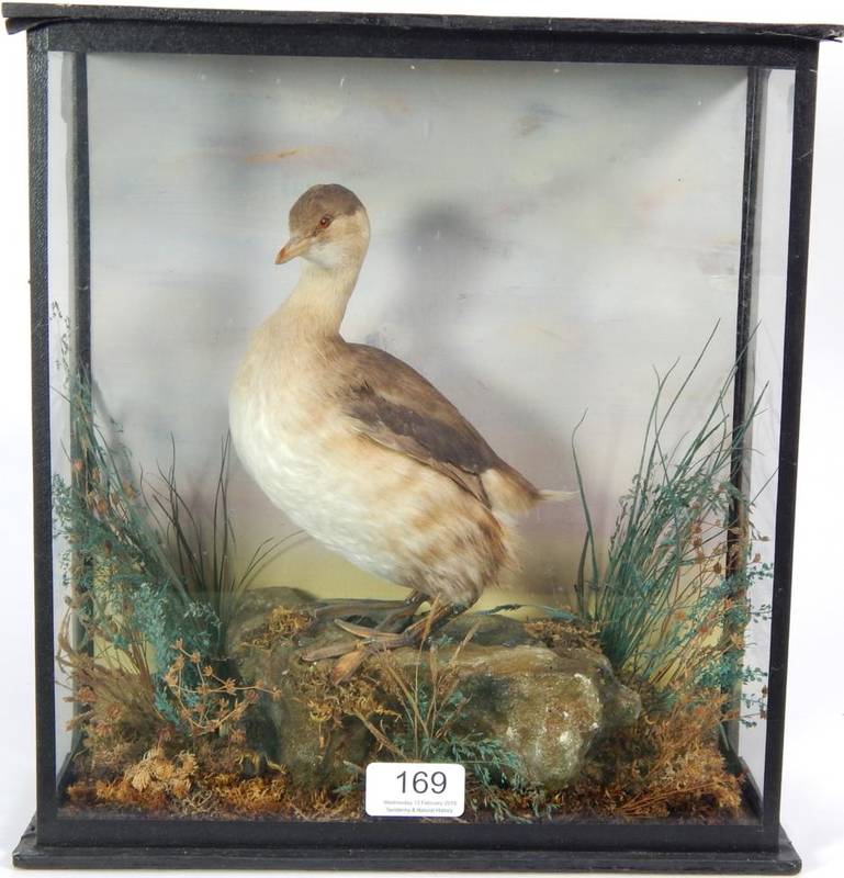 Lot 169 - Taxidermy: A Little Grebe (Tachybaptus ruficollis), circa 1890, full mount with head turning...