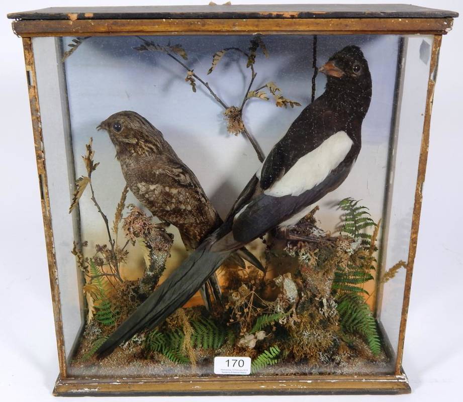 Lot 170 - Taxidermy: A Late Victorian Cased Nightjar and Magpie, circa 1887, both full mounts perched...