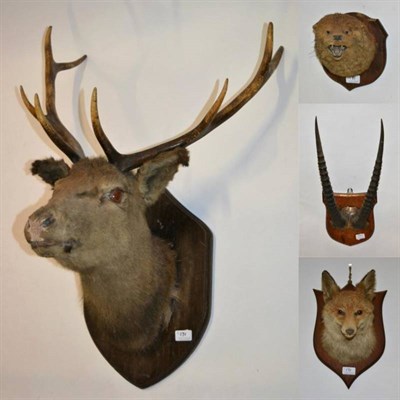 Lot 171 - Taxidermy: A Mixed Collection of Hunting Trophies, circa 1900, Otter mask on shield with mouth...