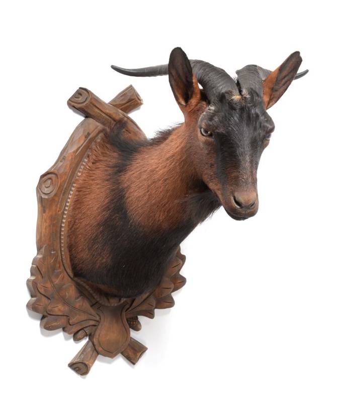 Lot 175 - Taxidermy: Majorcan Goat (Capra hircus var.Majorcan), circa late 20th century, shoulder mount...