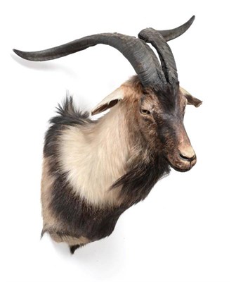 Lot 176 - Taxidermy: Australian Feral Goat (Capra aegagrus hircus), circa late 20th century, shoulder...