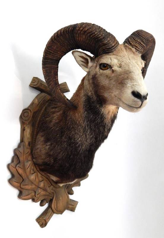 Lot 178 - Taxidermy: European Mouflon (Ovis aries musimon), circa late 20th century, large shoulder mount...