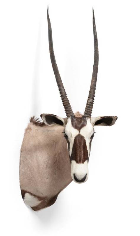 Lot 180 - Taxidermy: Kalahari Gemsbok Oryx (Oryx gazella gazella), circa late 20th century, high quality...