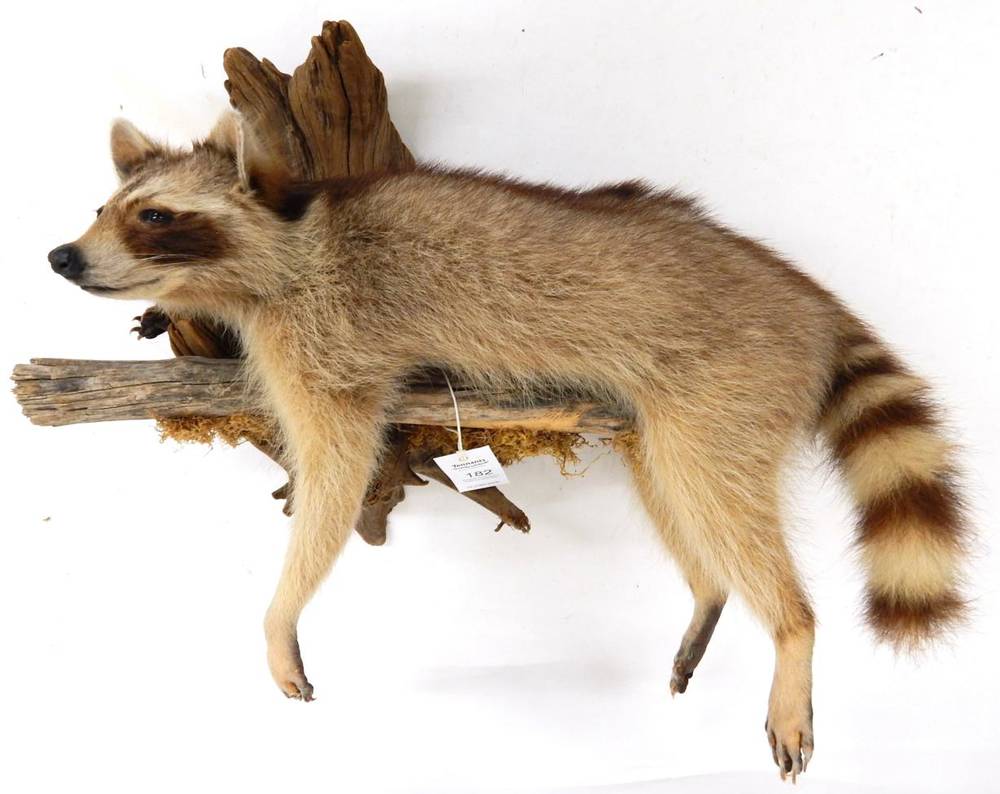 Lot 182 - Taxidermy: North American Raccoon (Procyon lotor), circa late 20th century, full mount in...