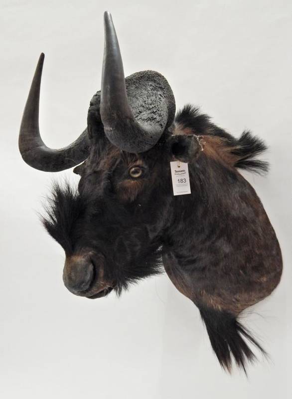 Lot 183 - Taxidermy: Black Wildebeest (Connochaetes gnou), circa late 20th century, shoulder mount with...
