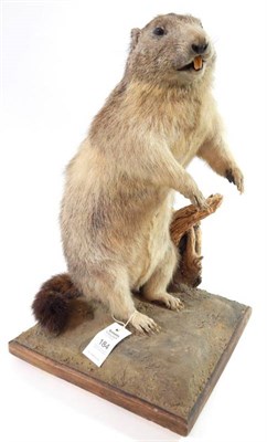 Lot 184 - Taxidermy: Alpine Marmot (Marmota marmota), circa late 20th century, full mount sat in alert...