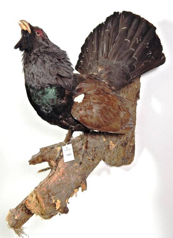 Lot 185 - Taxidermy: Capercaillie (Tetrao urogallus), circa late 20th century, full mount cock bird in...