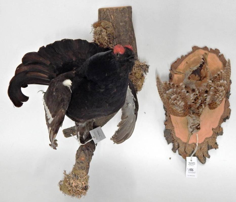 Lot 186 - Taxidermy: Black Grouse (Lyrurus tetrix), circa late 20th century, full mount cock bird,...