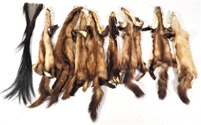 Lot 187 - Skins/Hides: A Collection of Animal Pelts, to include two Black-Backed Jackals, seven Pine...