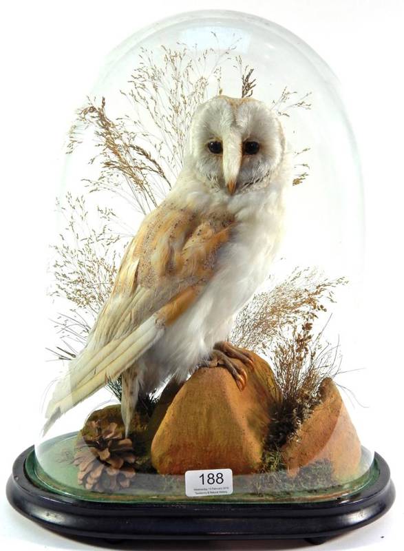 Lot 188 - Taxidermy: A Victorian Barn Owl (Tito alba), full mount with head turning to the right, stood...