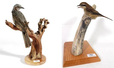 Lot 190 - Taxidermy: Brown Shrike (Lanius cristatus), modern, full mount perched upon a dry tree stump...