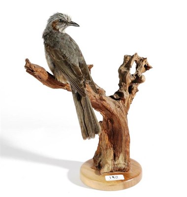 Lot 190 - Taxidermy: Brown Shrike (Lanius cristatus), modern, full mount perched upon a dry tree stump...
