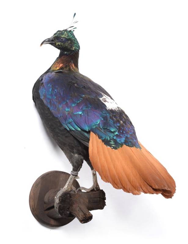 Lot 191 - Taxidermy: Himalayan Monal (Lophophorus impejanus), modern, full mount cock bird perched upon a...