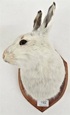 Lot 192 - Taxidermy: Scottish Mountain Hare ((Lepus timidus), modern, head mount turning to the right,...