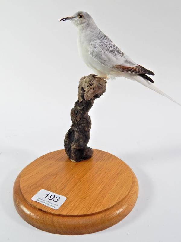 Lot 193 - Taxidermy: A Blue White-Tailed Diamond Dove (Geopelia cuneata) very small full mount female perched
