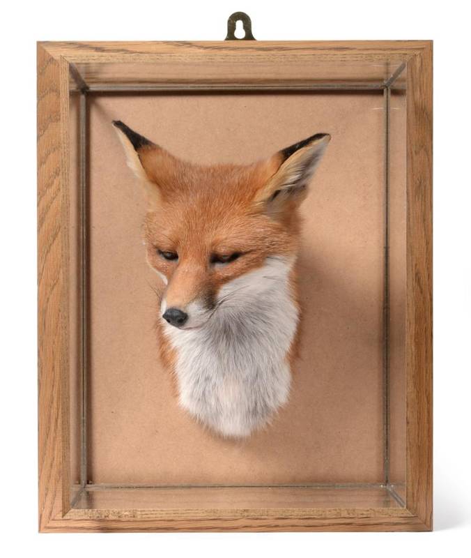 Lot 197 - Taxidermy: A Cased Red Fox Mask (Vulpes vulpes), modern, by Tony Armitstead, Darlington, Co Durham