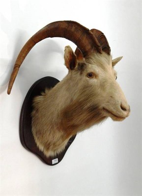 Lot 199 - Taxidermy: Domestic Goat (Capra hircus), circa late 20th century, shoulder mount looking...