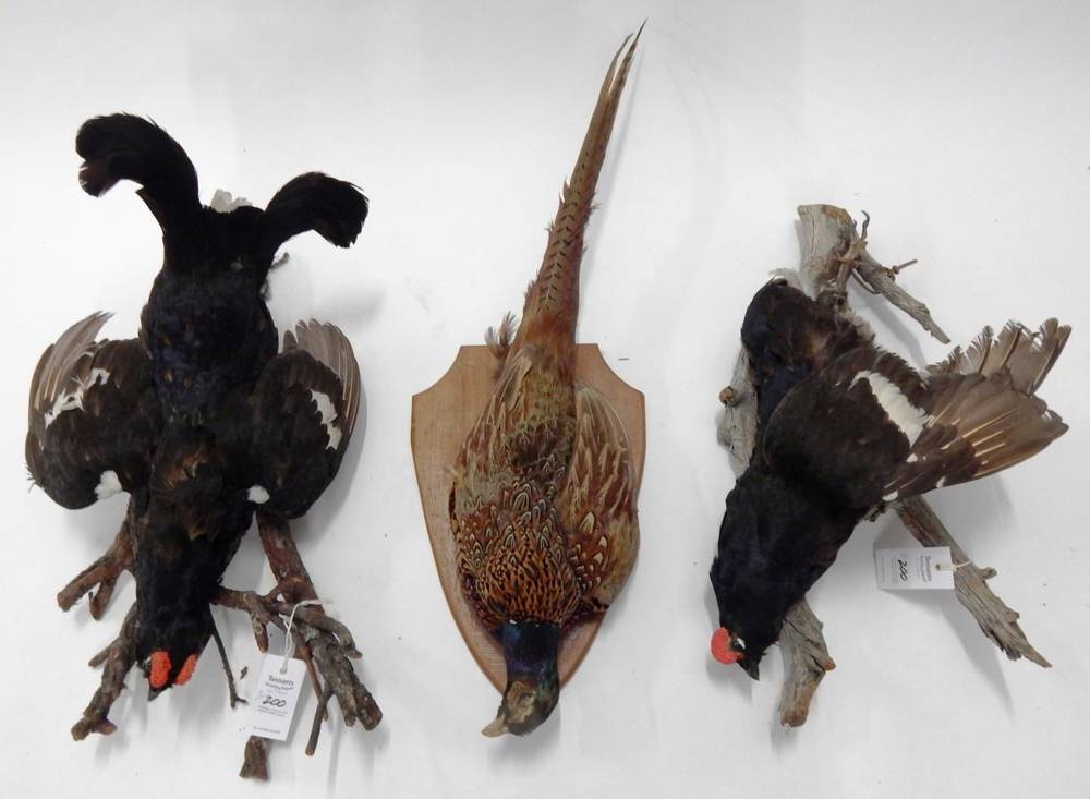 Lot 200 - Taxidermy: A Brace of Black Grouse (Lyrurus tetrix), circa late 20th century, a brace of cock birds