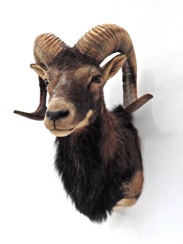 Lot 202 - Taxidermy: European Mouflon (Ovis aries musimon), circa 1999, shoulder mount with head turning...
