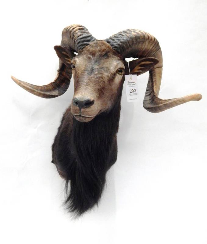 Lot 203 - Taxidermy: Corsican Sheep (Ovis aries), circa 1999, shoulder mount with head turning slightly...