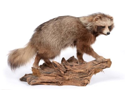 Lot 204 - Taxidermy: Raccoon Dog (Nyctereutes procyonoides), circa late 20th century, full mount male...