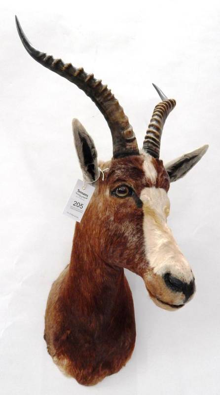 Lot 205 - Taxidermy: Blesbok (Damaliscus phillipsi), circa late 20th century, shoulder mount with head...