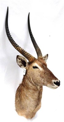 Lot 206 - Taxidermy: Ellipsen Waterbuck (Kobus ellipsiprymnus), circa 2002, large high quality shoulder...