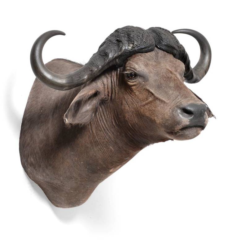 Lot 207 - Taxidermy: Cape Buffalo (Syncerus caffer), circa early 21st century, large high quality...