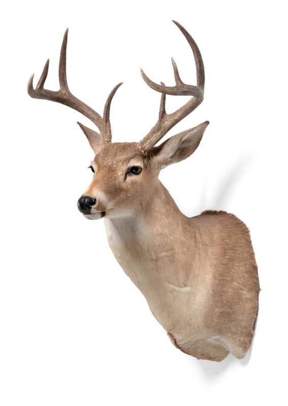 Lot 208 - Taxidermy: White-tailed Deer (Odocoileus virginianus), circa late 20th century, high quality...