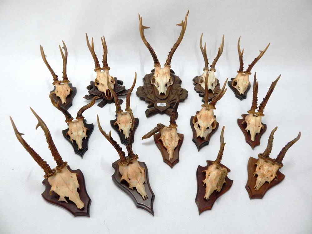 Lot 209 - Antlers/Horns: Siberian Roe Deer (Capreolus pygargus), circa late 20th century, large antlers...